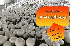 صفر تا صد پرورش قارچ دکمه ای در ۶۰ روز با کمترین امکانات (بصورت عملی)
